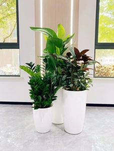 宁波北仑植物租摆公司